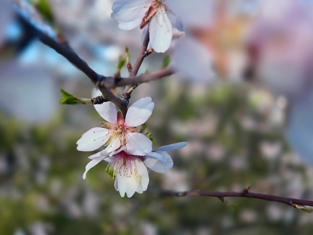 Spring branch. Photo © Karethe Linaae